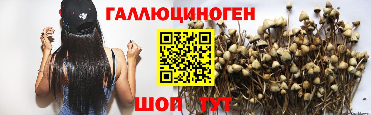 Псилоцибиновые грибы Psilocybe Гусев